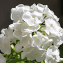 Vlambloem wit